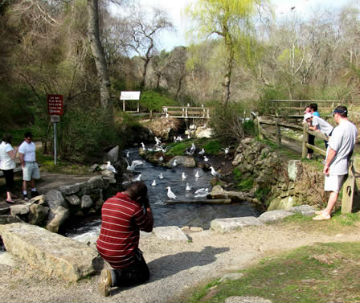 Photograph of Stony Brook Herring Run in Brewster with people watching