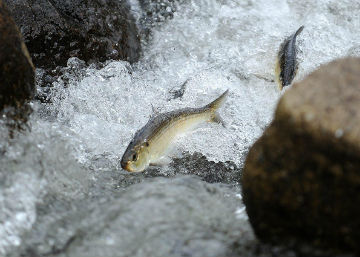 Photograph of Herring running upstream on Cape Cod.