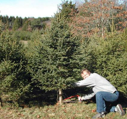 Photograph of a man cutting a christmas tree in Bunker Tree Farm in Falmouth, MA.