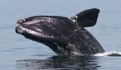 Photograph of a North Atlantic Right Whale on cape cod