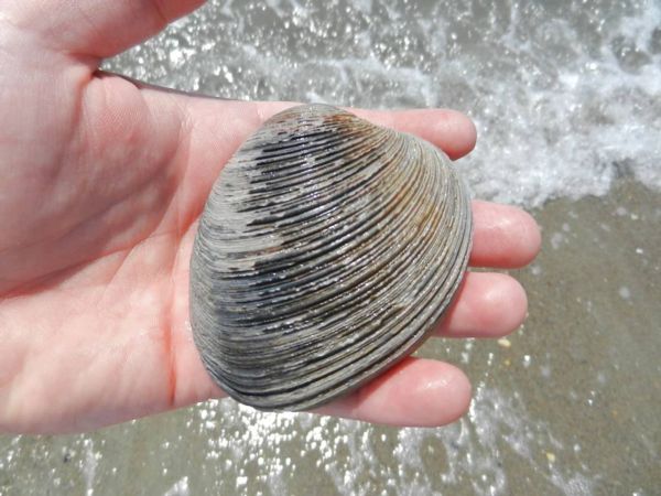 Photograph of a man holding a quahog in his hand