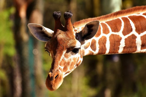 giraffe at roger williams park zoo